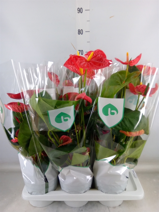 <h4>Anthurium andr. 'Madural'</h4>