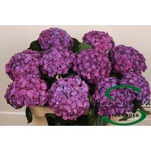 HYDR M ROY ANASTA RS