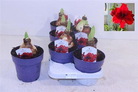 Hipp Danu 2 Branches