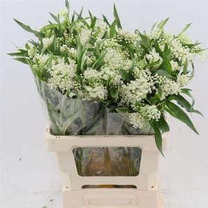 Asclepias Ice Ballet