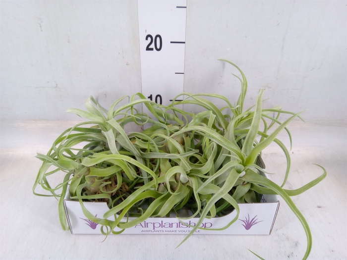 <h4>Tillandsia</h4>