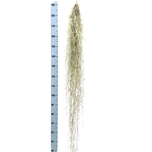 Tillandsia usneoides grey extreme