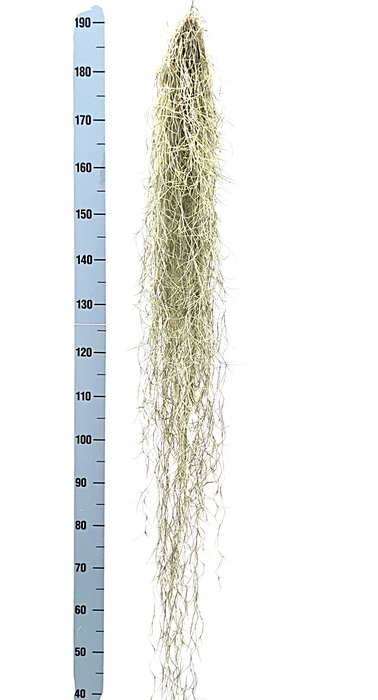 <h4>Tillandsia usneoides grey extreme</h4>