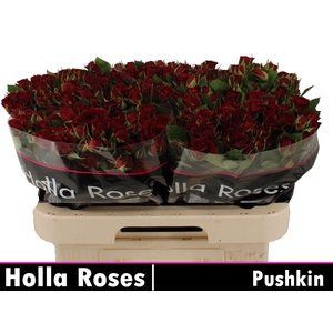 R TR PUSHKIN