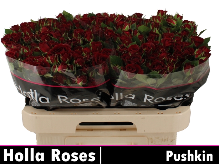 <h4>R TR PUSHKIN</h4>