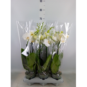 Phalaenopsis   ...white