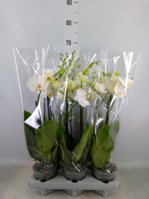 <h4>Phalaenopsis   ...white</h4>