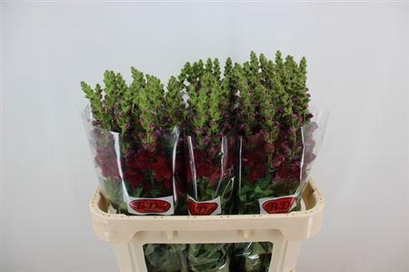 <h4>Antir Maryland Red</h4>