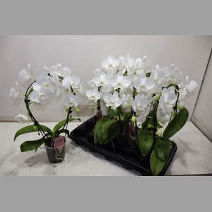 Phal Ov Wit