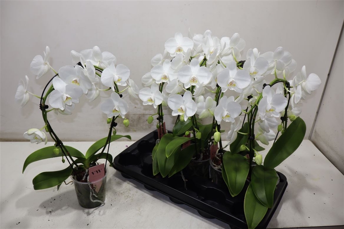 <h4>Phal Ov Wit</h4>