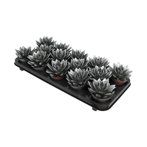 <h4>Echeveria coloured metallic grey</h4>