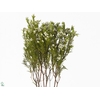 Kaaps Groen