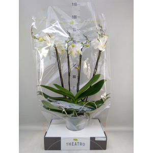 Phalaenopsis   ...white