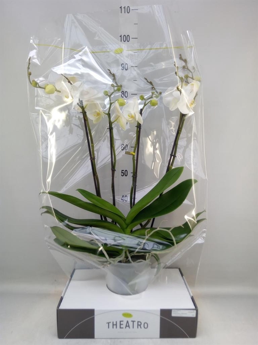 <h4>Phalaenopsis   ...white</h4>