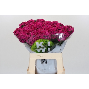 Dianthus Br Kiwi Fuchsia XXL