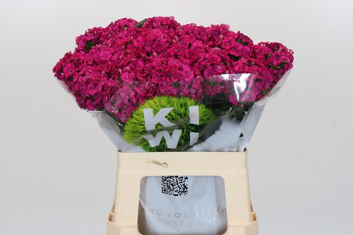 Dianthus Br Kiwi Fuchsia XXL