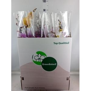 Phalaenopsis   ...mix