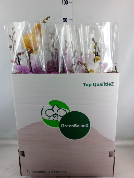 <h4>Phalaenopsis   ...mix</h4>