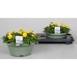 VIO CO PE PRO YELLOW