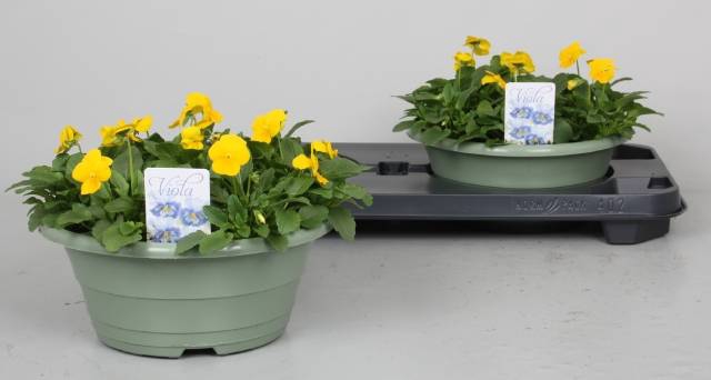 <h4>VIO CO PE PRO YELLOW</h4>