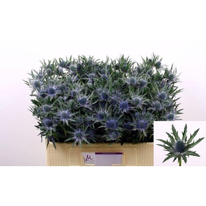 ERYNGIUM ORION QUESTAR