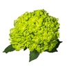 Hydrangea Dark Green Select