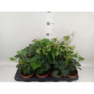 Hedera hibernica
