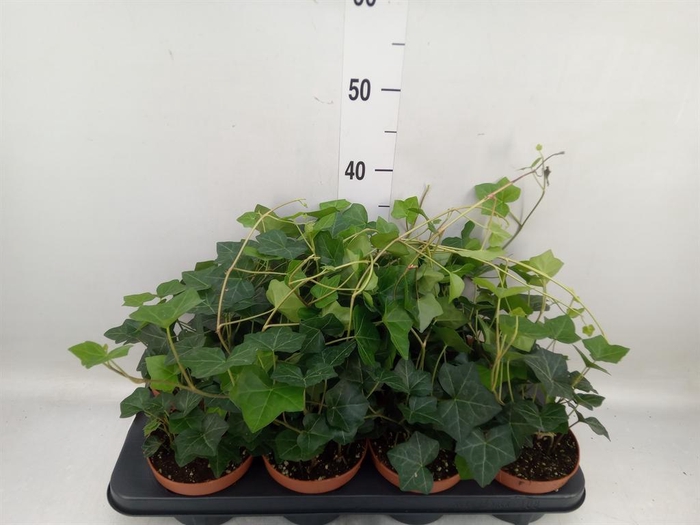 <h4>Hedera hibernica</h4>