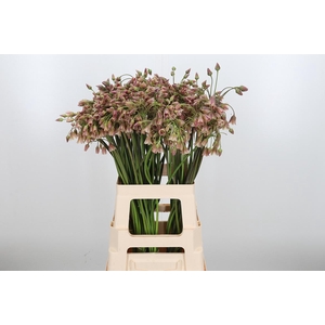 Allium Siculum