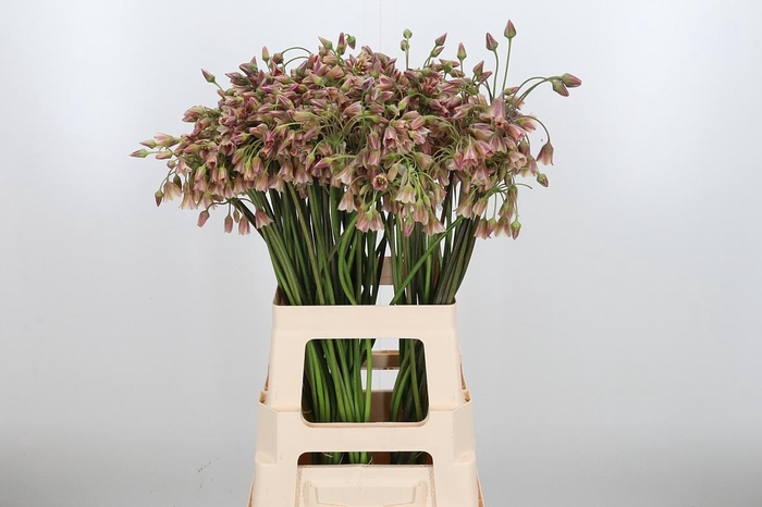 <h4>Allium Siculum</h4>
