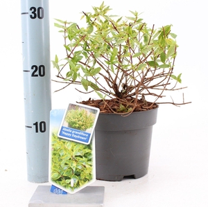 Abelia grandiflora 'Happy Daydream'® PBR