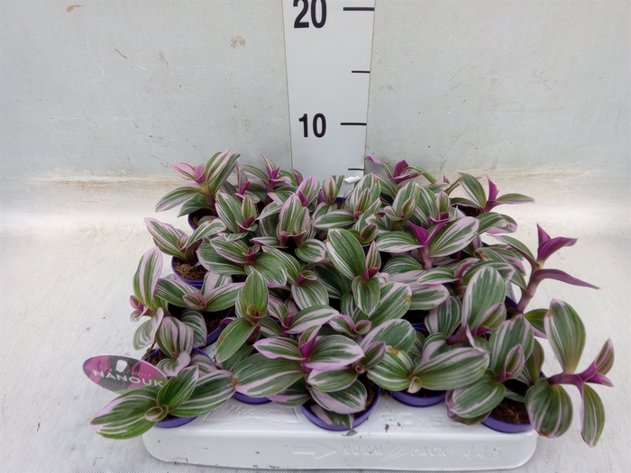 <h4>Tradescantia albif. 'Nanouk'</h4>