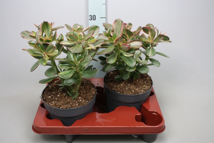 <h4>Crassula ovata 'Sunset'</h4>