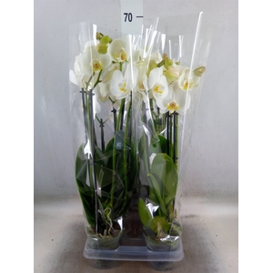Phalaenopsis  'Ant Nottingham'