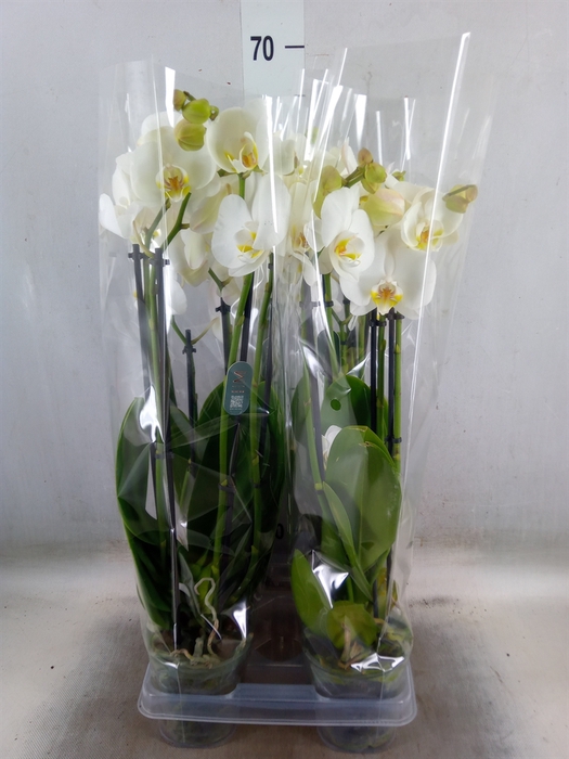 <h4>Phalaenopsis  'Ant Nottingham'</h4>