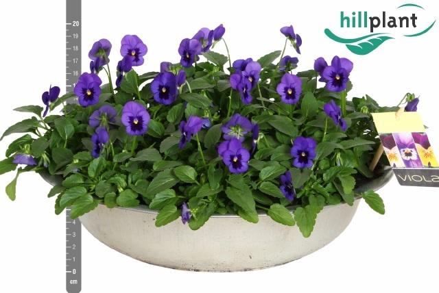 <h4>VIO CO EM BLU BLOTCH</h4>