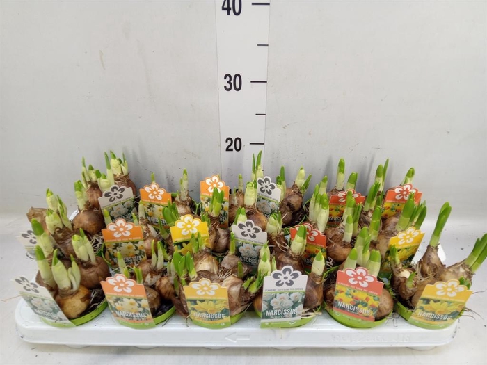 <h4>Narcissus ...mix</h4>