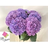 Hydrangea royal salute