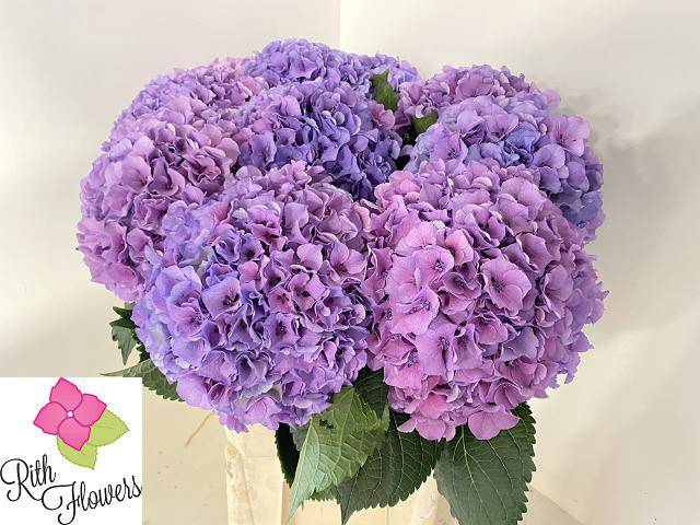 Hydrangea royal salute