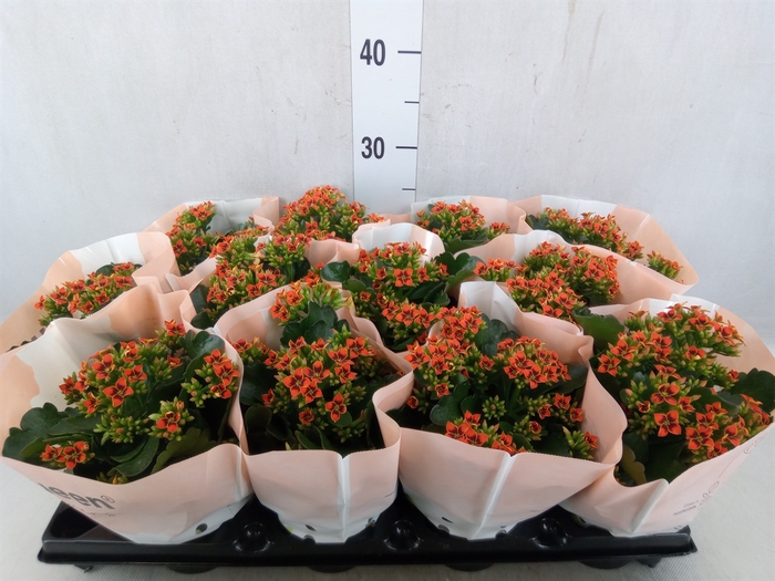 <h4>Kalanchoe  'Else Flowers Austen'</h4>