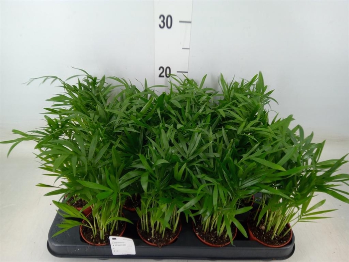 <h4>Chamaedorea elegans</h4>