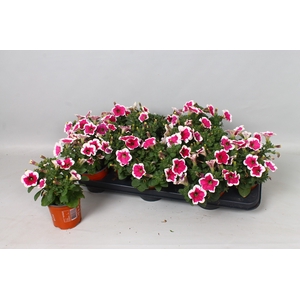 PET POTU PI PINK