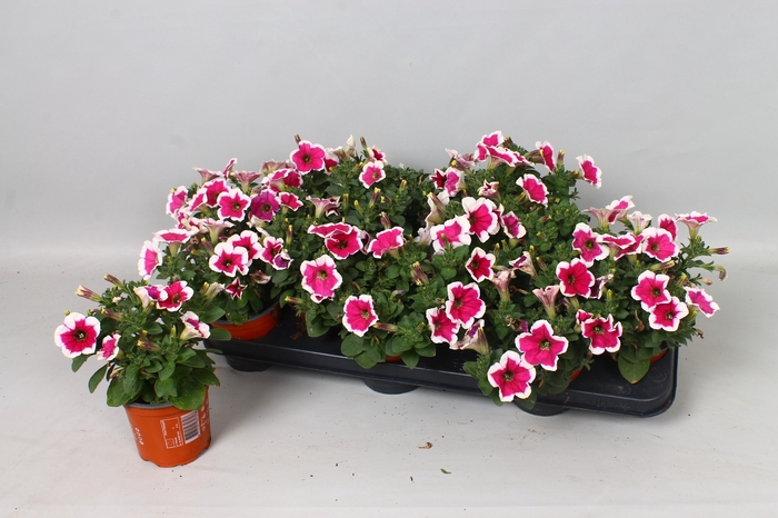 <h4>PET POTU PI PINK</h4>