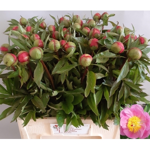 PAEO ROSELETTE