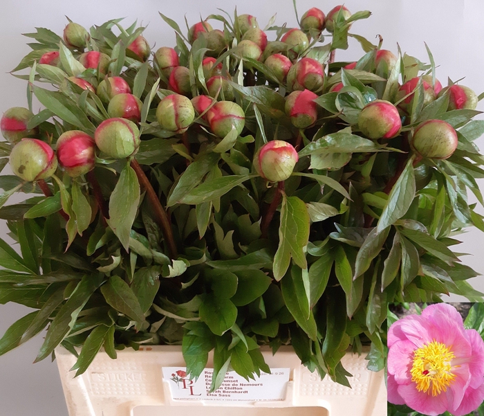 <h4>PAEO ROSELETTE</h4>