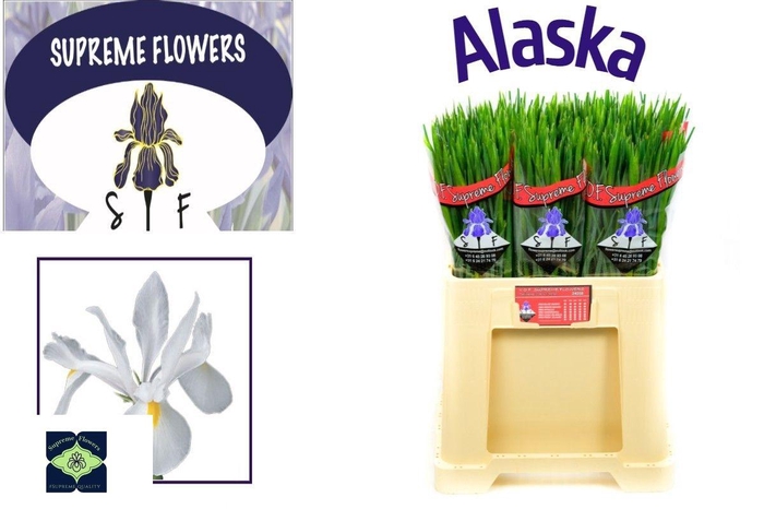 <h4>IRIS ALASKA</h4>