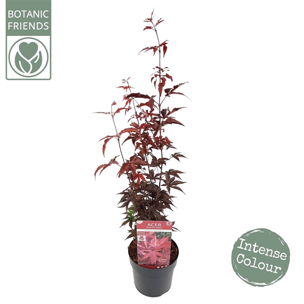 Acer palm. 'Twombly's Red Sentinel' ® extra kwaliteit
