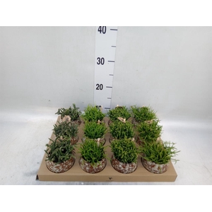 Rhipsalis   ...mix