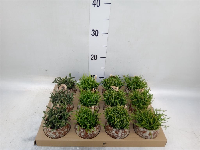 <h4>Rhipsalis   ...mix</h4>