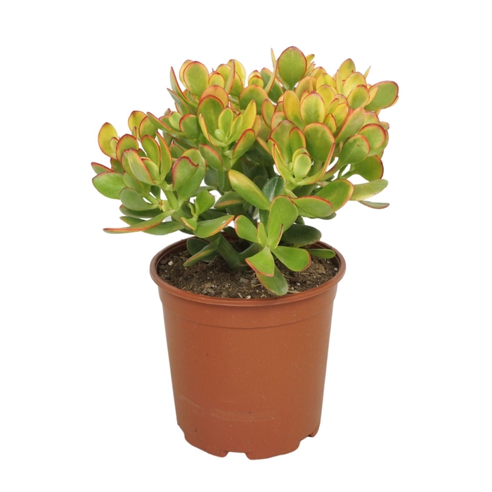 <h4>Crassula Sunset</h4>